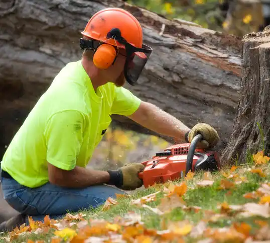 tree services Petersburg